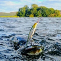 Westin Jerkbite SR Jerkbaits 7.5cm/5g